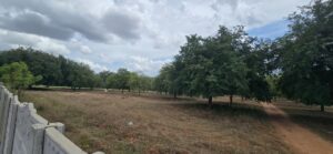 Agricultural Site for Sale in Gauribidanur